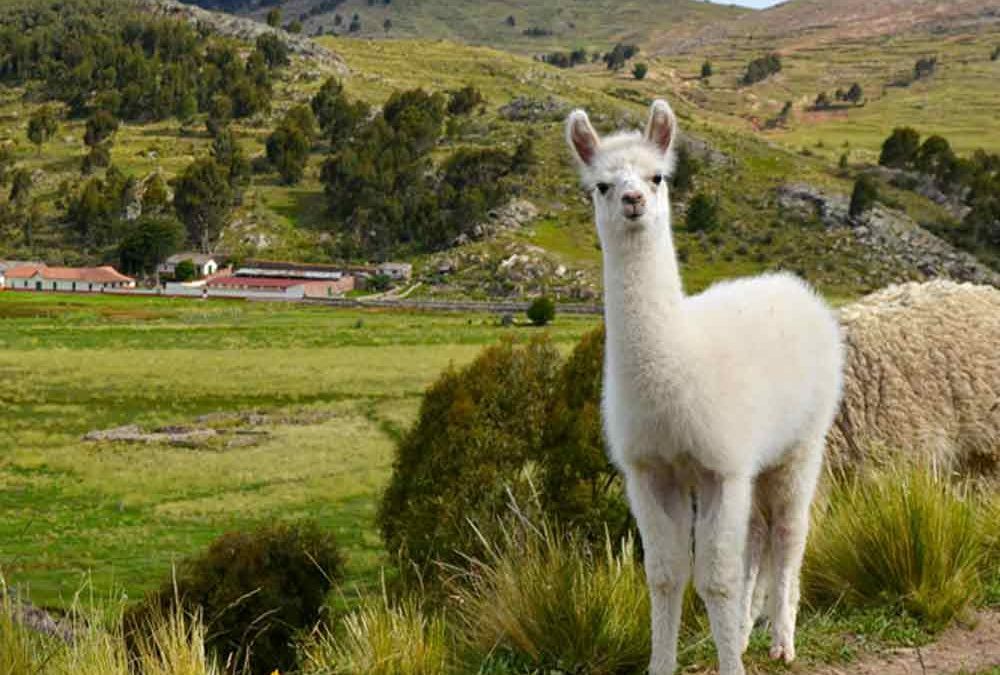 Chincheros Alpaca Farm
